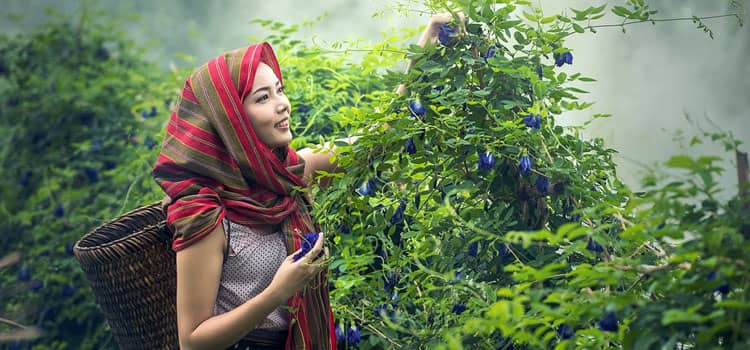 Five essential herbs to plant this spring Five essential herbs to plant this spring